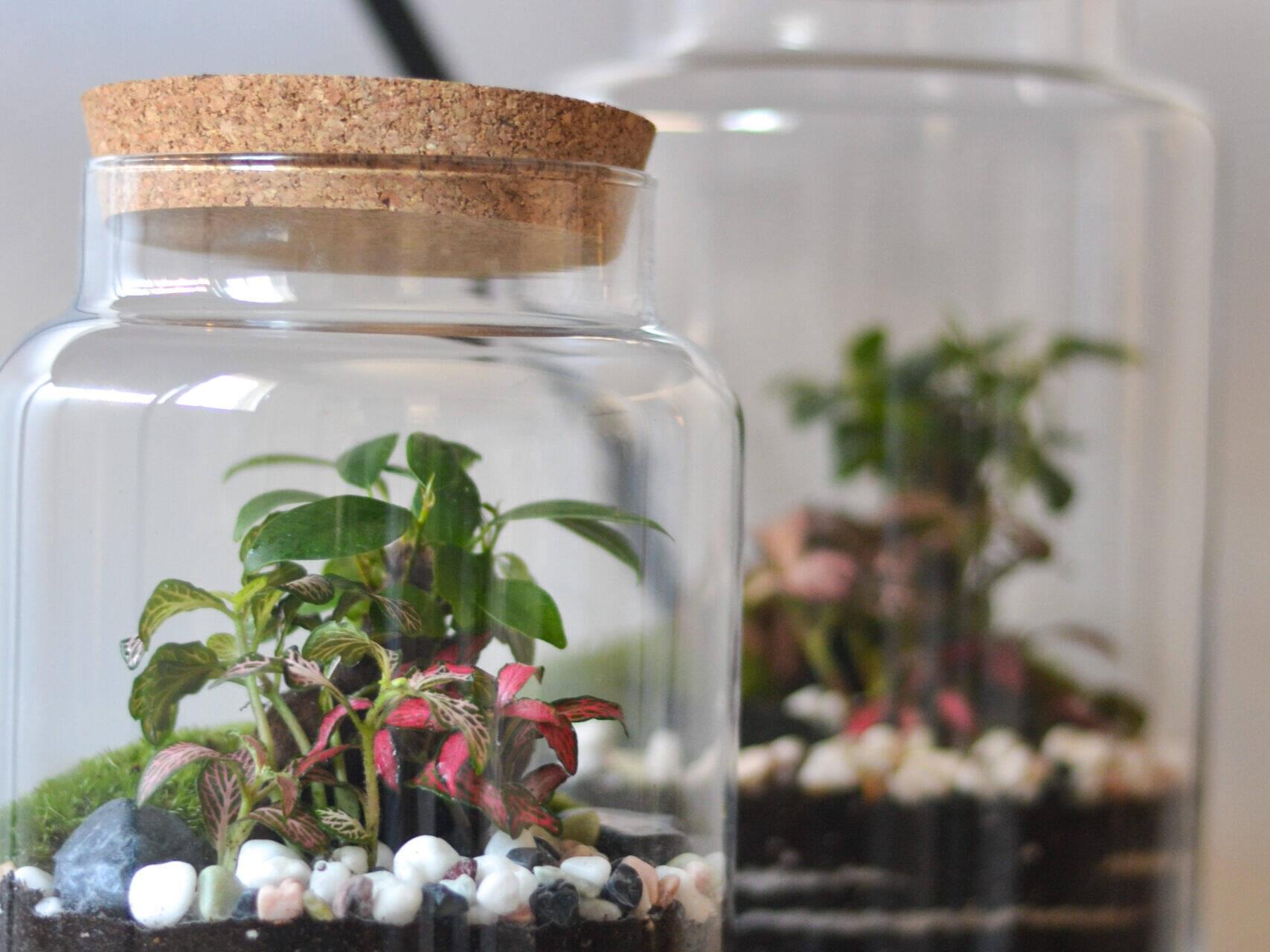 Jardin Eterno Mini Areoso