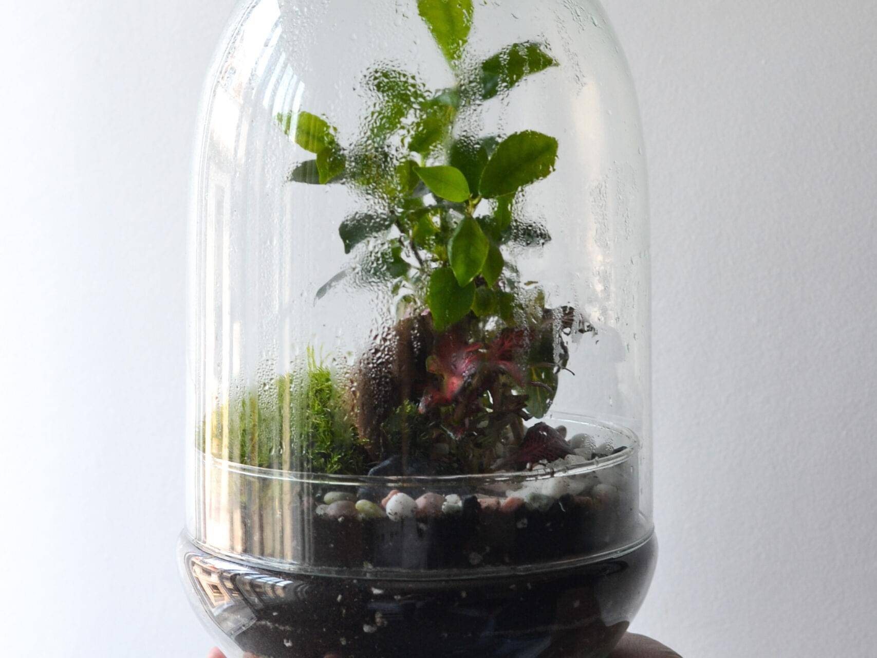 jardin eterno