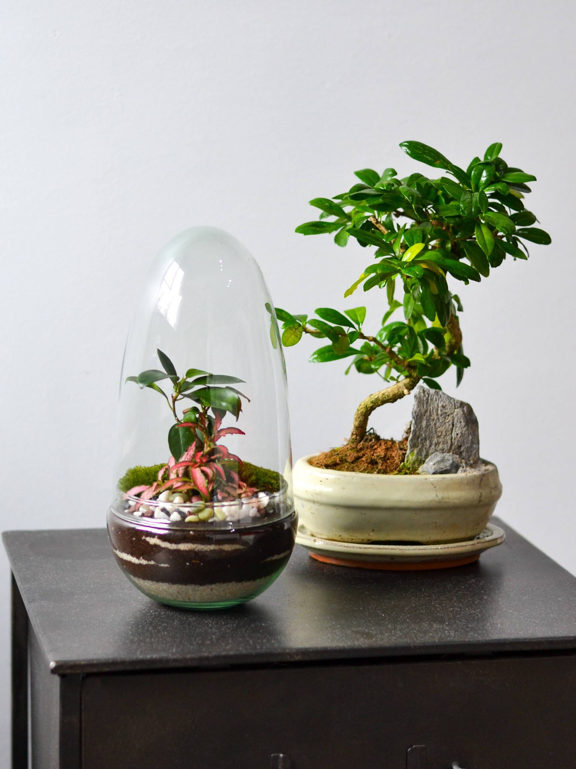 Jardin Eterno