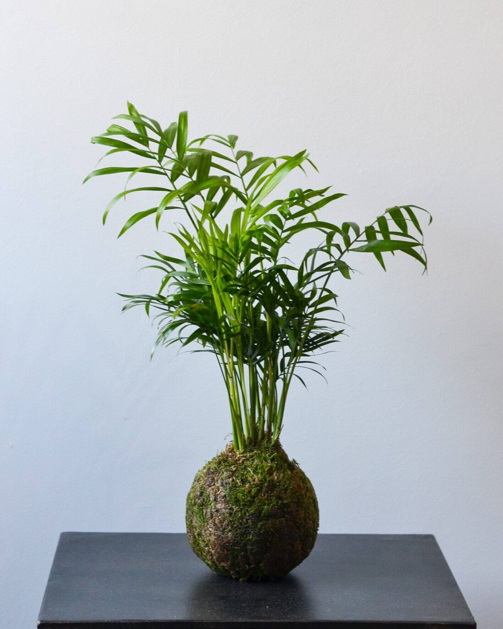 Kokedama